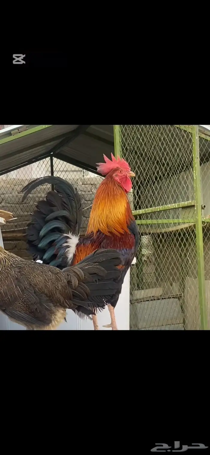 للبيع ديوك بلدي 2