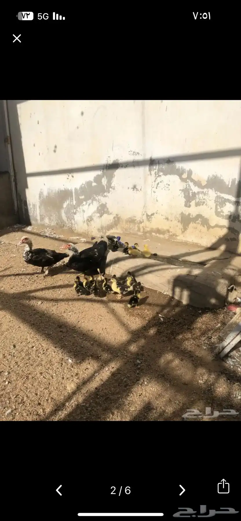 بطة و ذكر وصيصانها 0