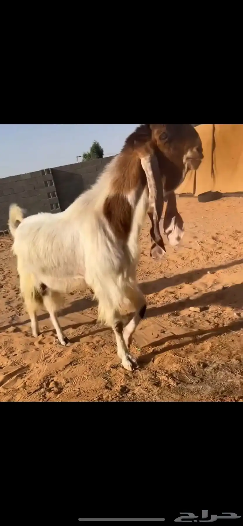 تم البيع index