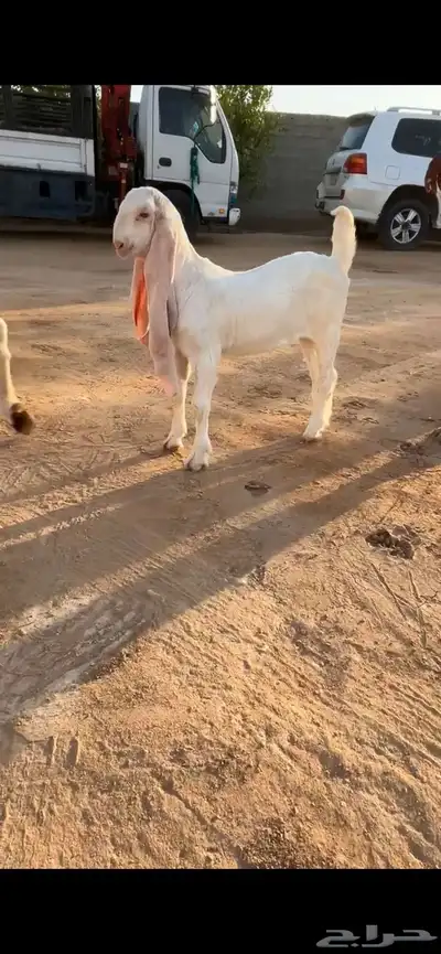 تم البيع 0