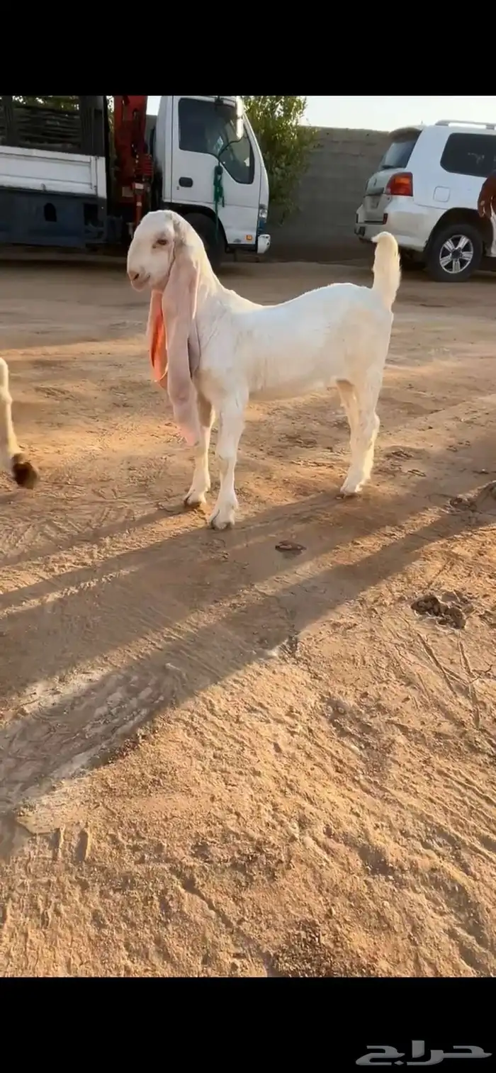 تم البيع 0
