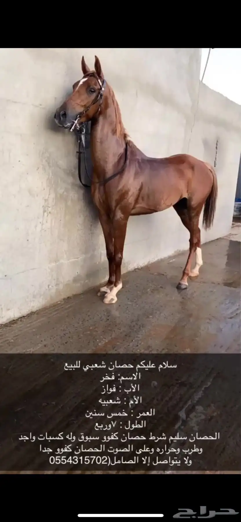 حصان للبيع انوع شعبي الموقع حماء اتواصل علا الواتساب 0