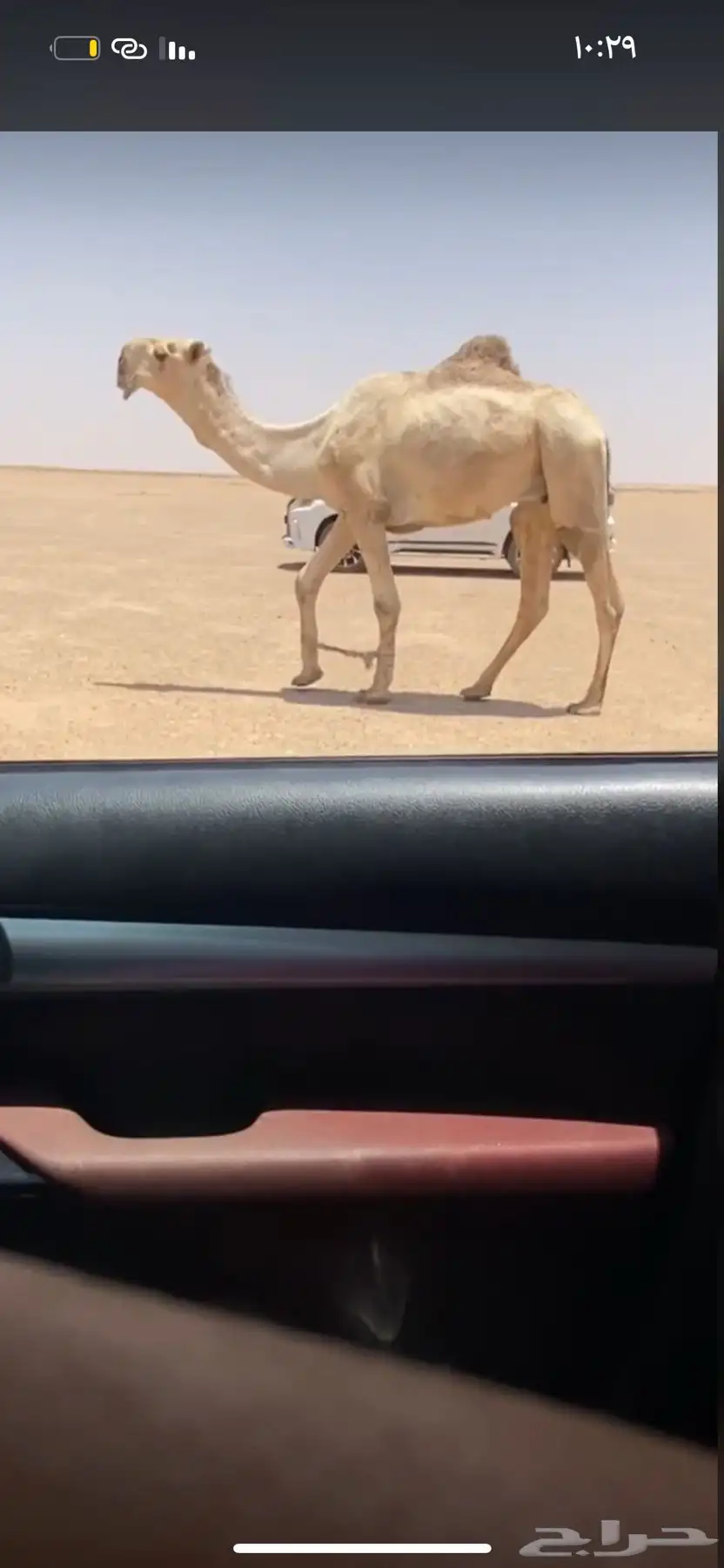 للبيع فحل كفو 0