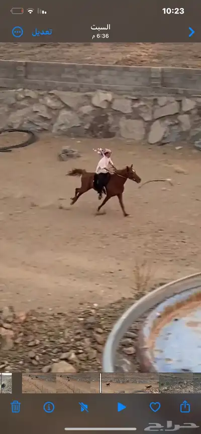 للبيع حصان كفووو 1