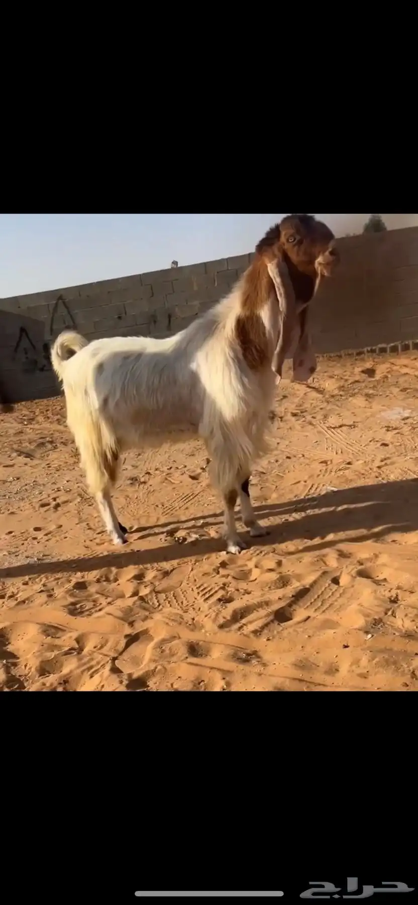 تم البيع index