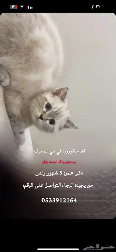 قط مفقود 0