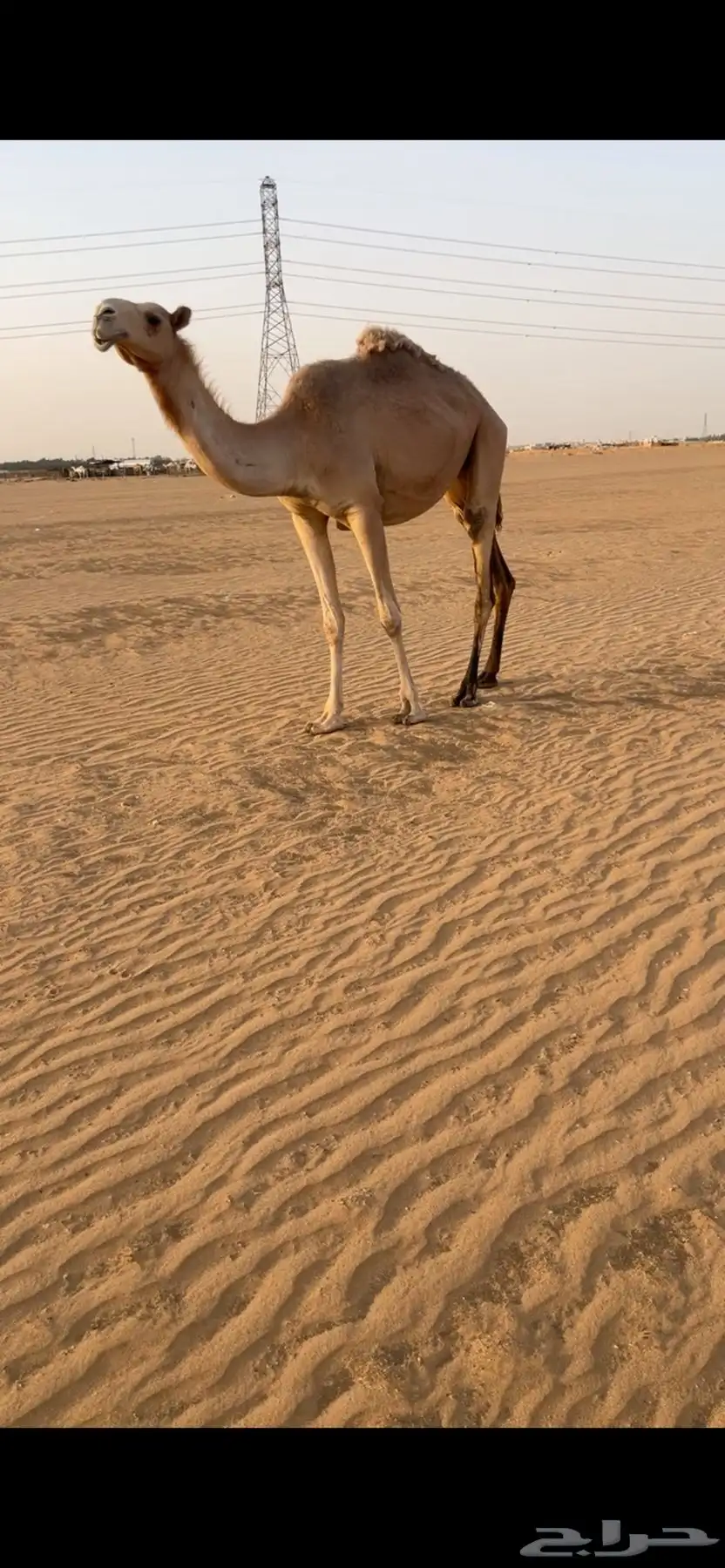 ابل index