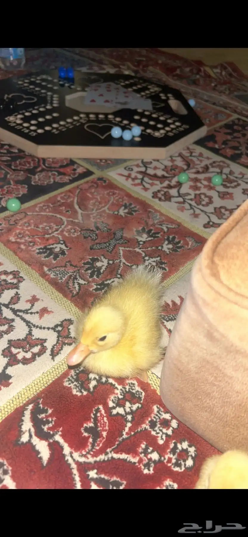 بط بكيني 2