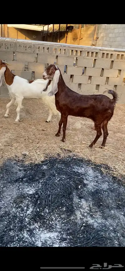ماعز طيبات 1