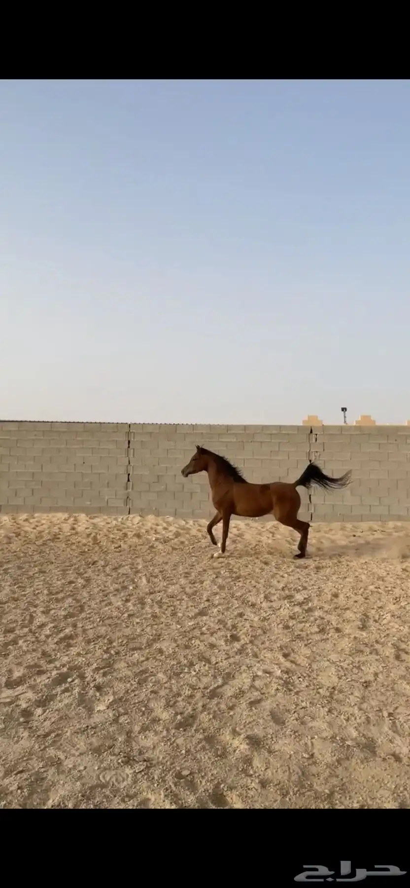 فرس فاخرة مكس جمال و لقاح 2