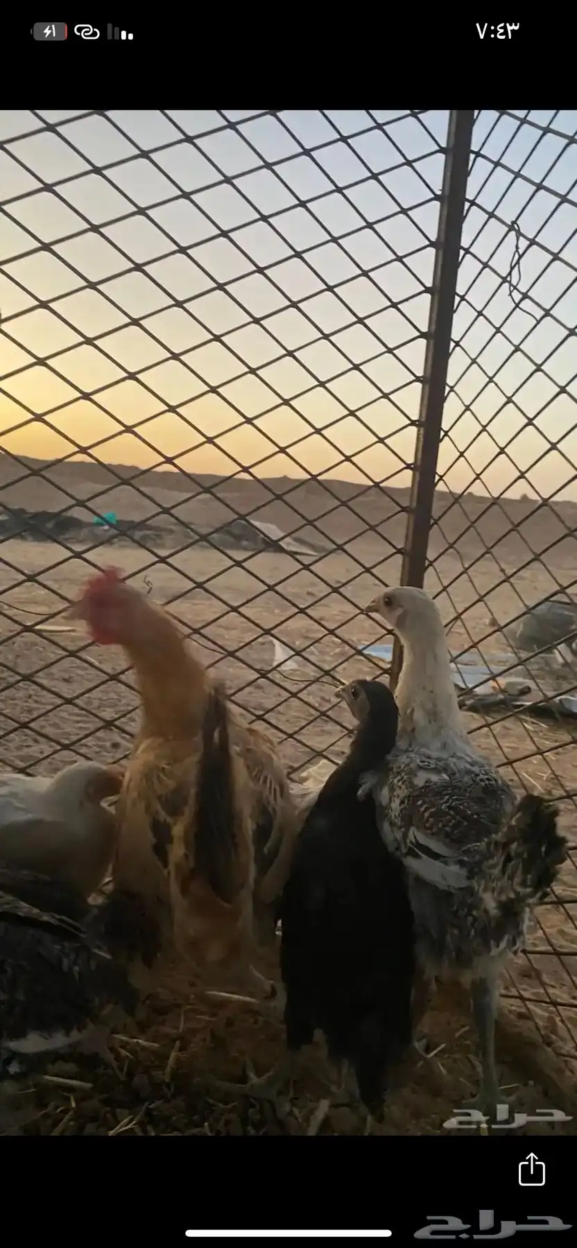 دجاج العدد 11 الصحه شرط الموقع الدوادمي 2