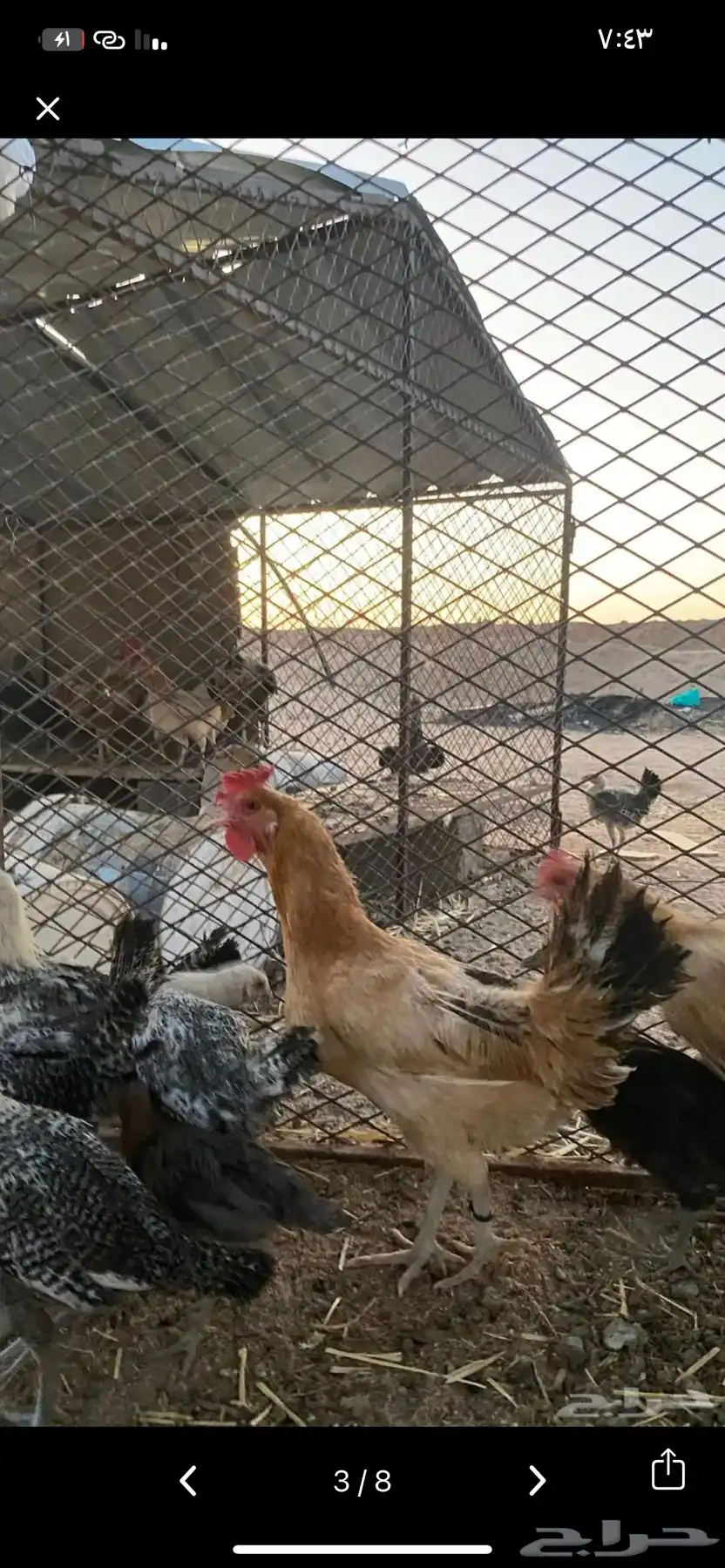 دجاج العدد 11 الصحه شرط الموقع الدوادمي 1