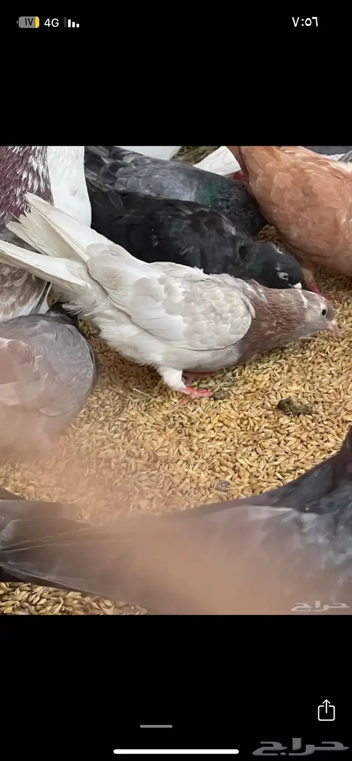 قطيفي قلابي 15