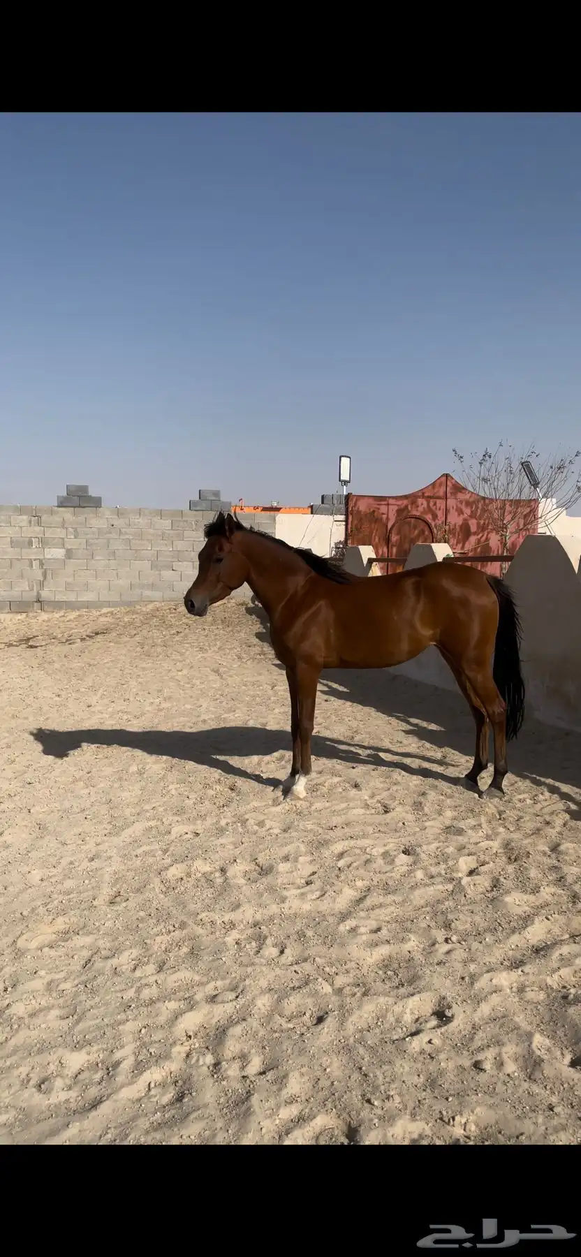 فرس فاخرة مكس جمال و لقاح 6