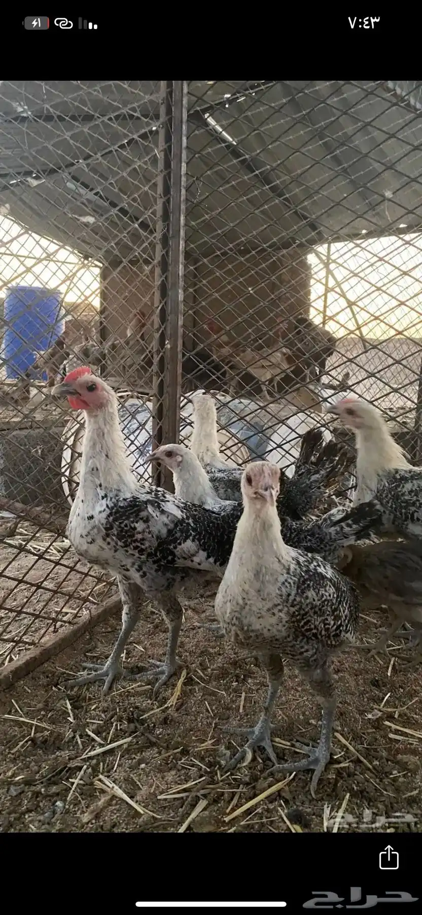 دجاج العدد 11 الصحه شرط الموقع الدوادمي 0