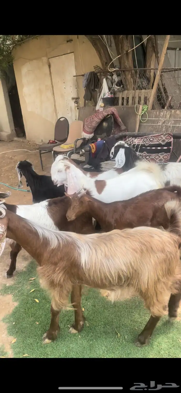 للبيع تسع جفار طيبه مشاريك 7