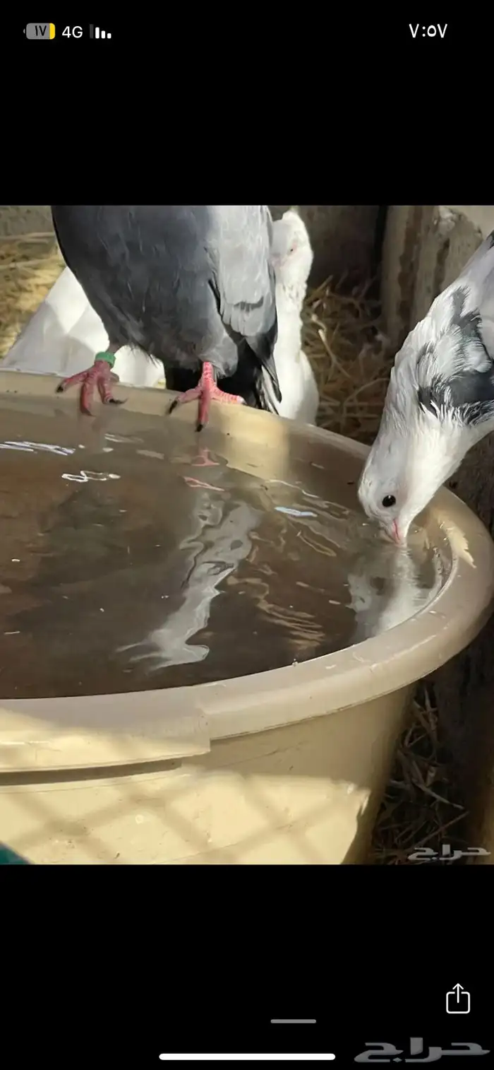 قطيفي قلابي 11