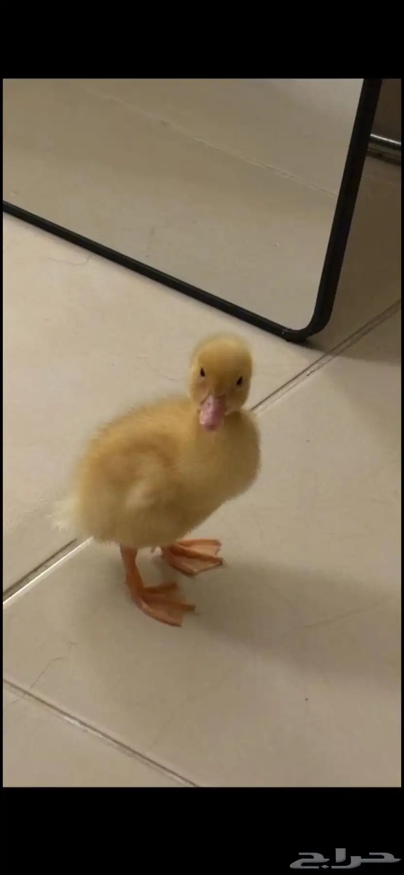 بط بكيني 0