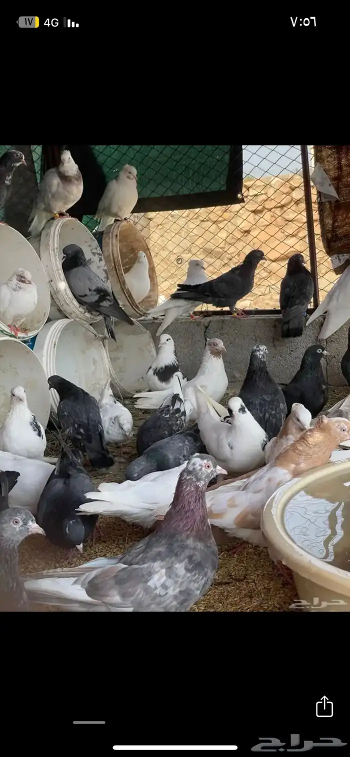 قطيفي قلابي 22