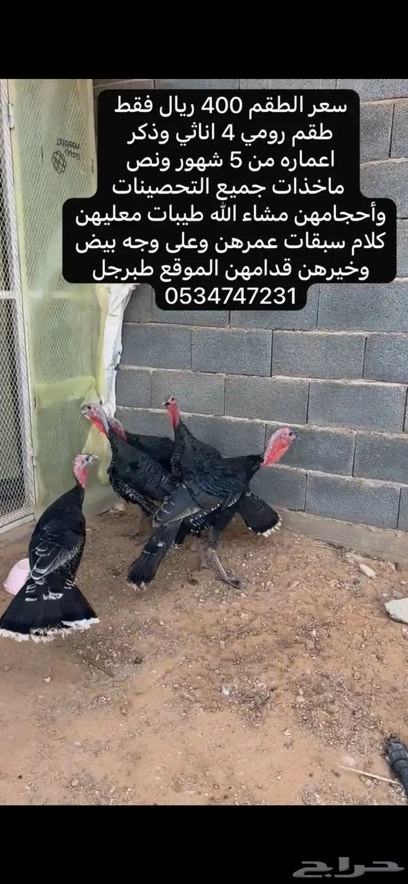 دجاج رومي index