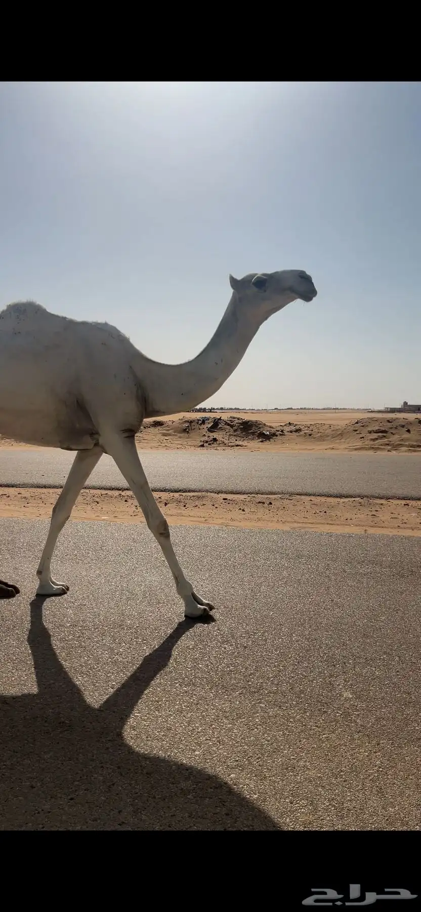 بكر ثنيه لقحه على بعيرن طيب 1