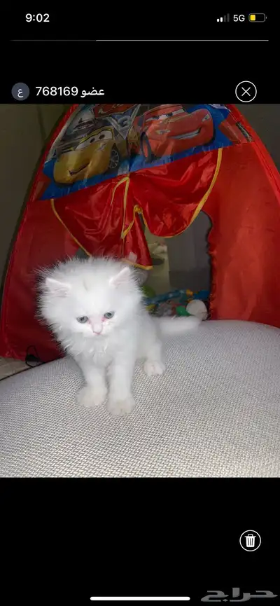 قطط 0