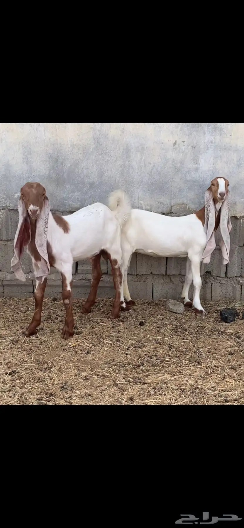 تيس وجفره حجازي صنف ومعرفه 6