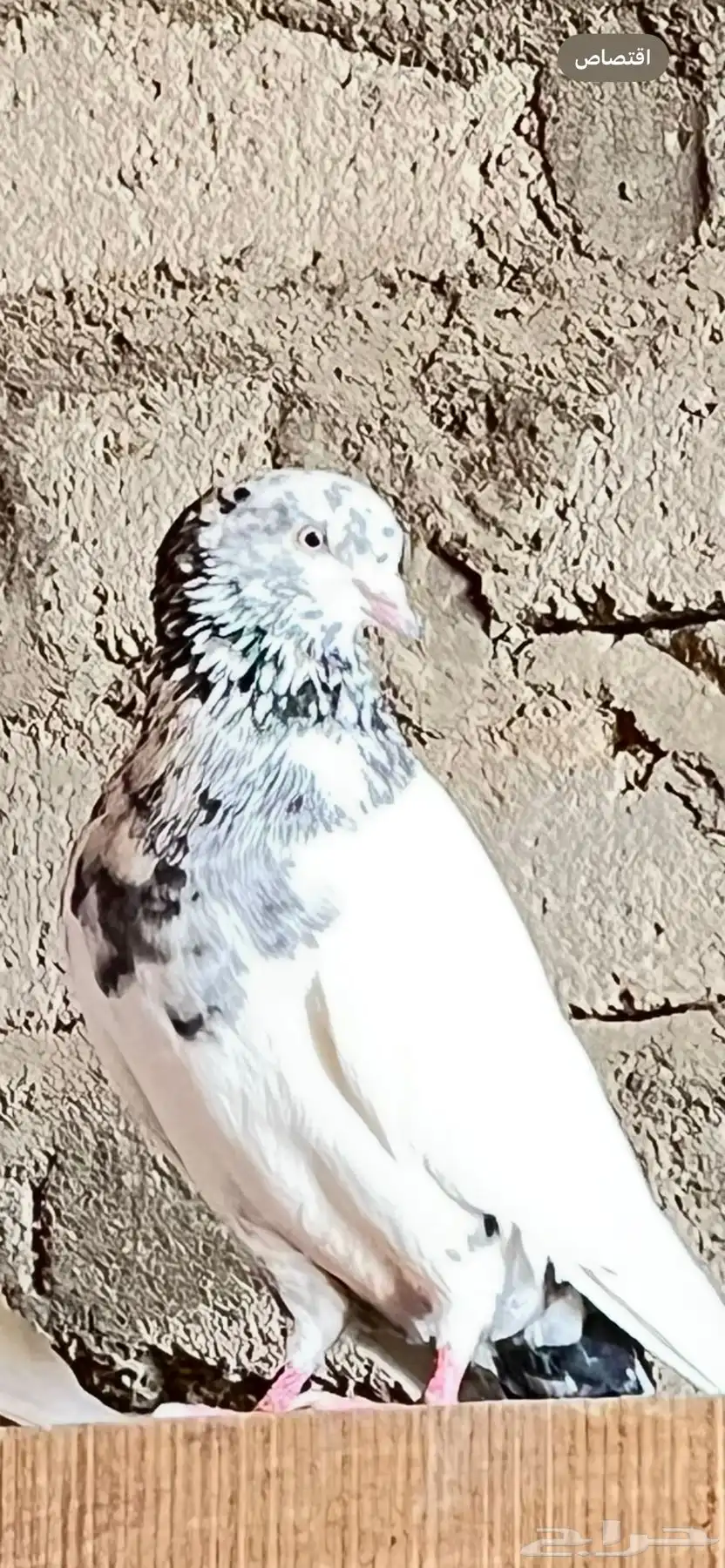 حمام بكستاني طيار 1