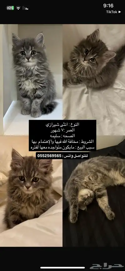 قطه للبيع 0
