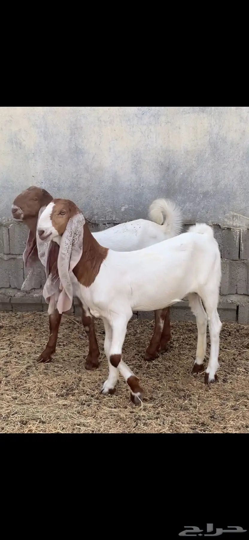تيس وجفره حجازي صنف ومعرفه 2