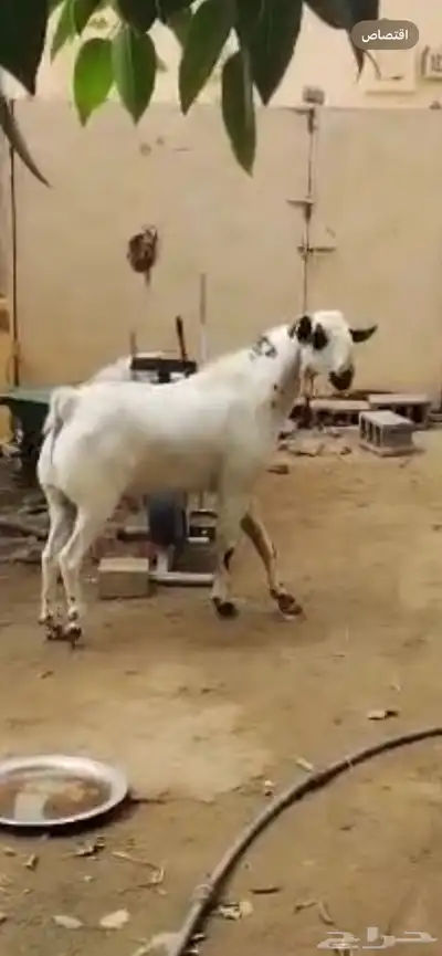 فحل بيشي فاخر 0