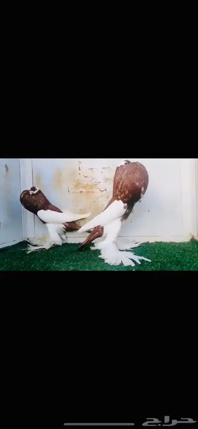 زوج نفاخ مسوبع top 0