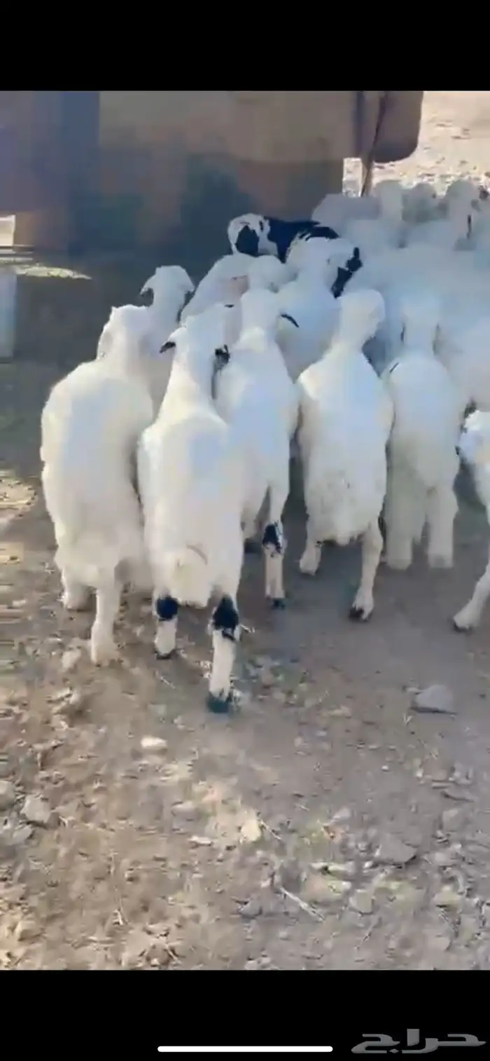 طليان حري تم البيع 1