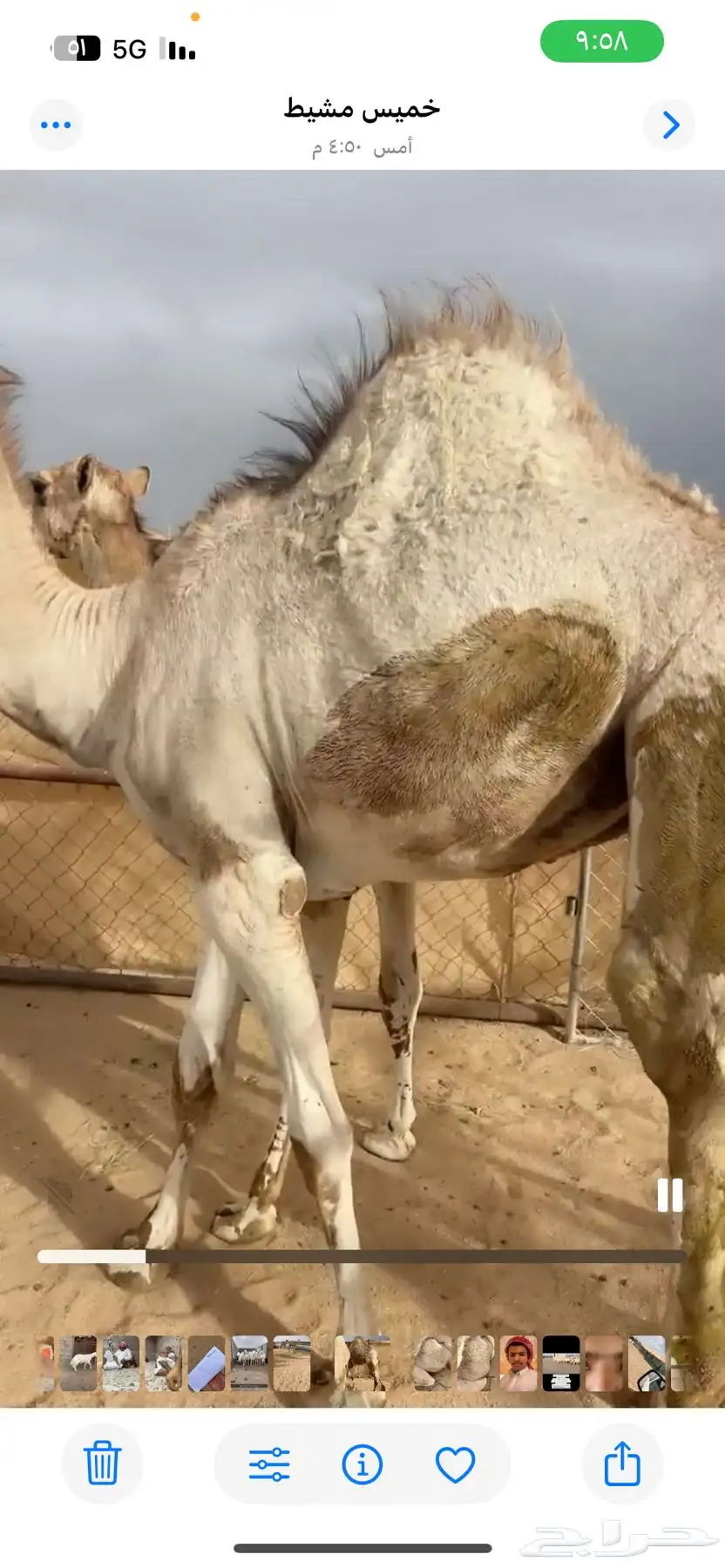 حشوان واصله من البر ونظاف مشروطه وفل الفل 0