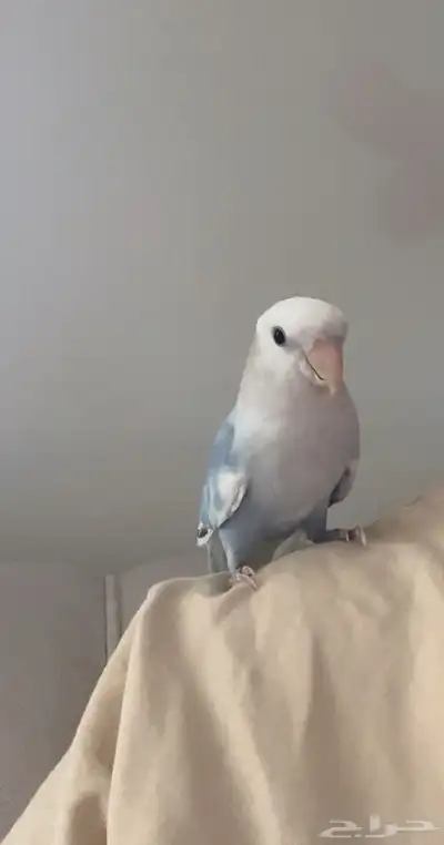 للبيع ببغاء روز أليف جدا 0
