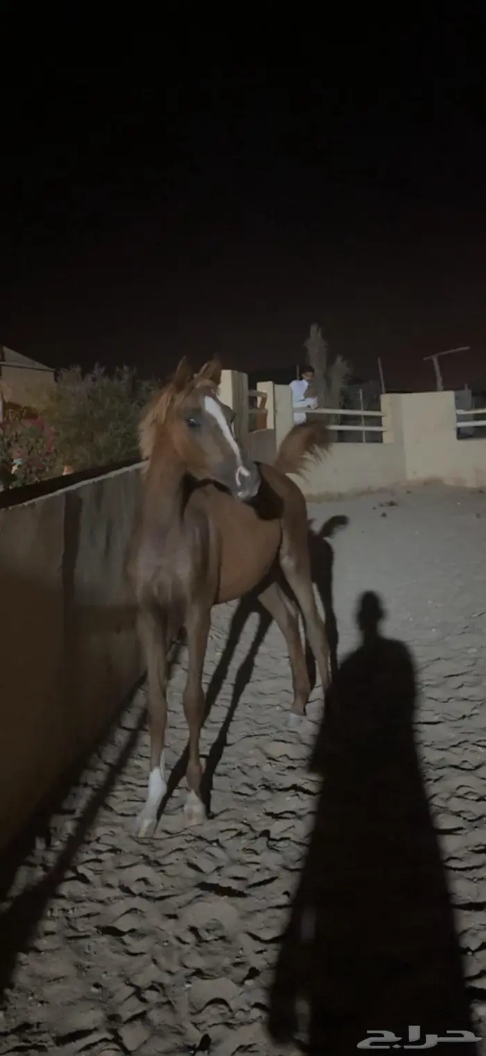مهره شعبيه 1