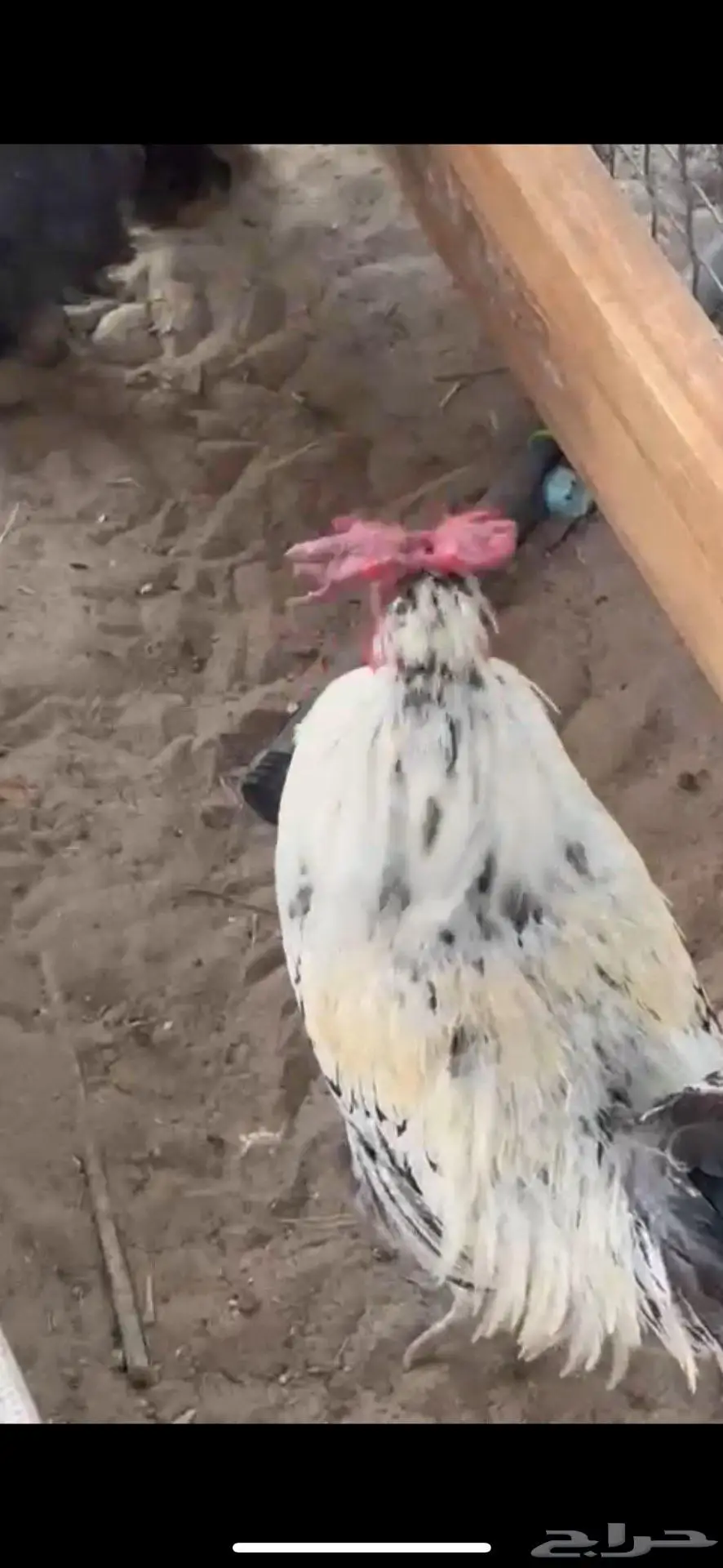 ديك عربي 0
