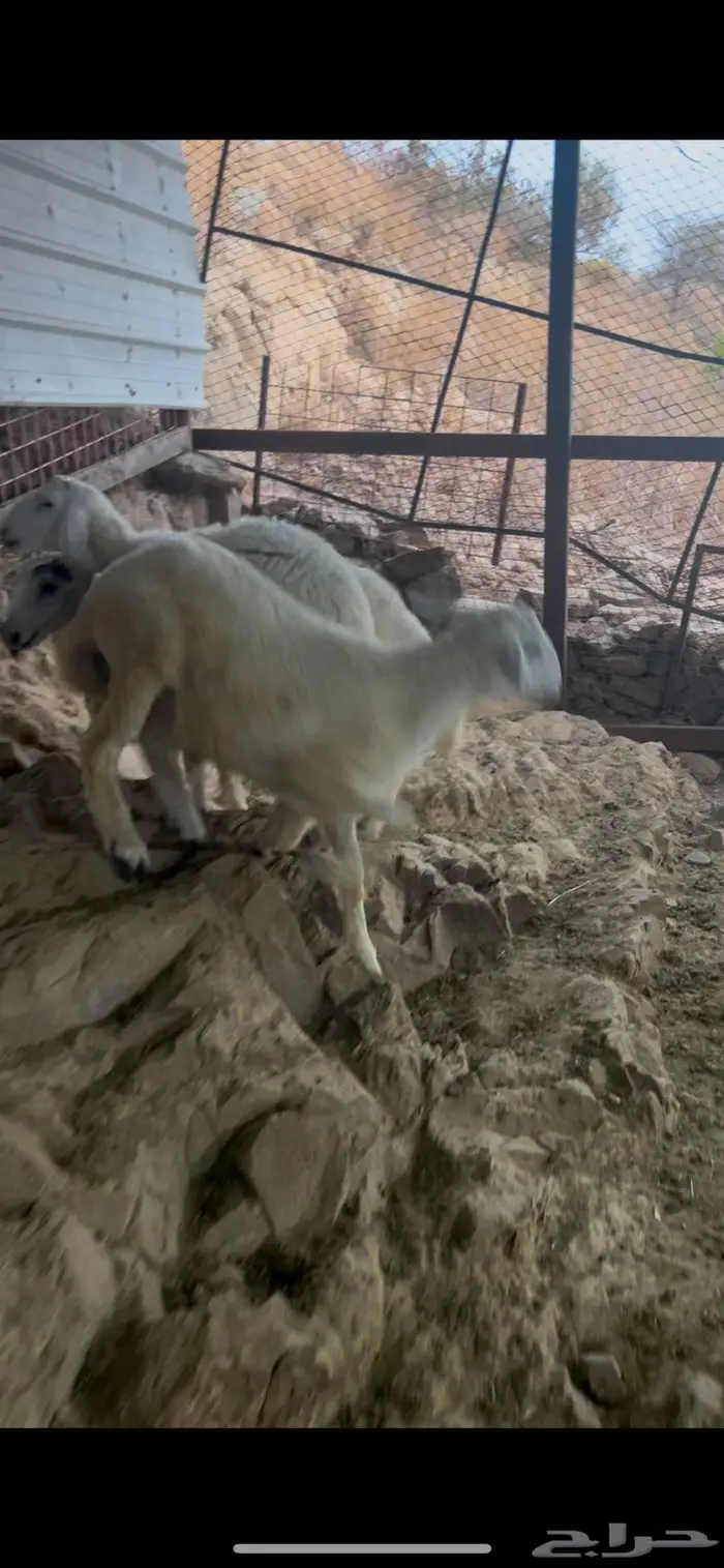 طليان تم البيع خارج الموقع 1