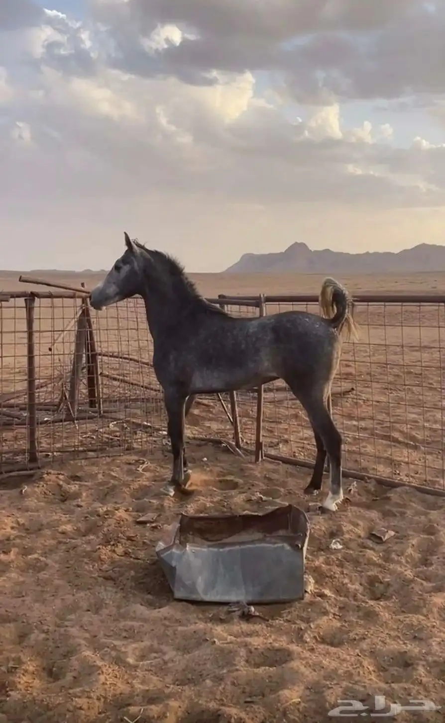 حصان شعبي  العمر 4سنين السلامه شرط حراره فل وأديب موالف 0