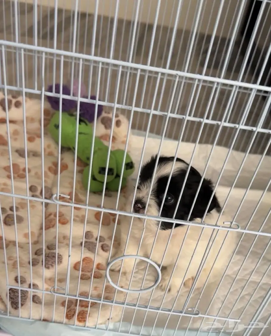 shih tzu puppy كلب شيتزو 0