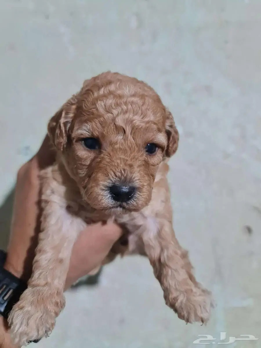 Mini poodle  pomeranian  Golden retriever  shitzu index