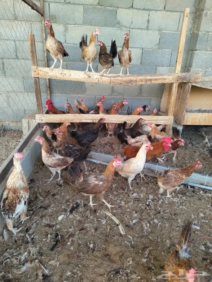 دجاج بلدي. ( تم البيع ) 3