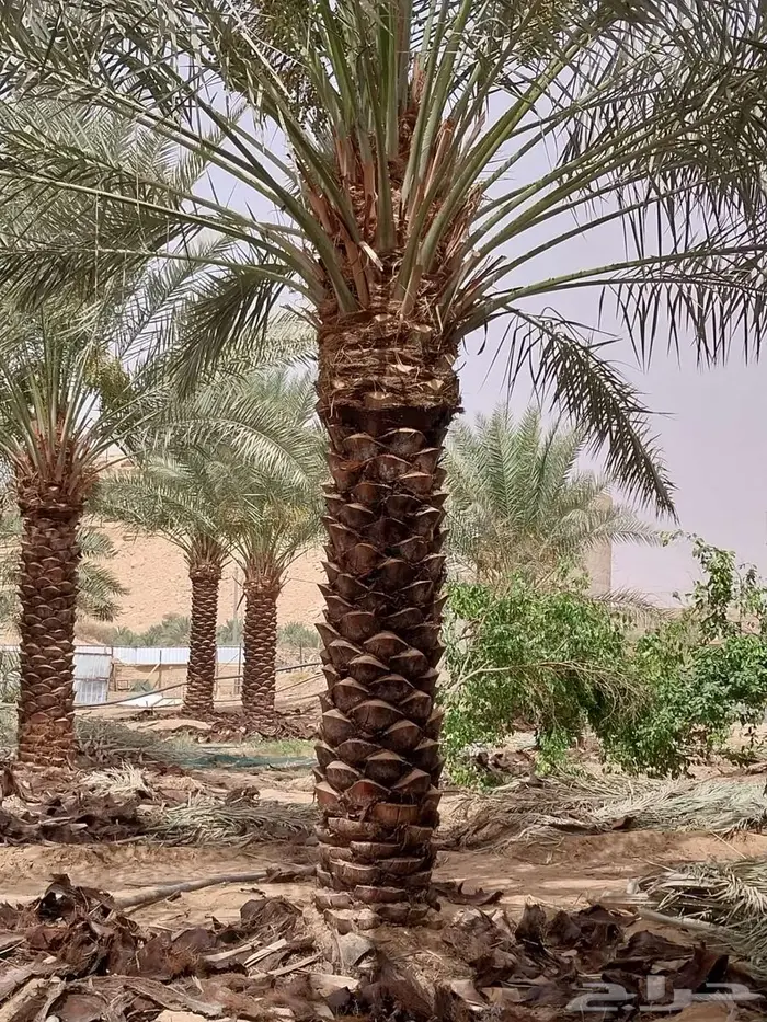 نخل واشنطني زينه للبيع 2