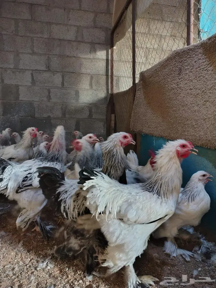 دجاج وديوك براهما 2