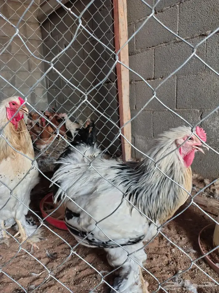 دجاج وديوك براهما 0