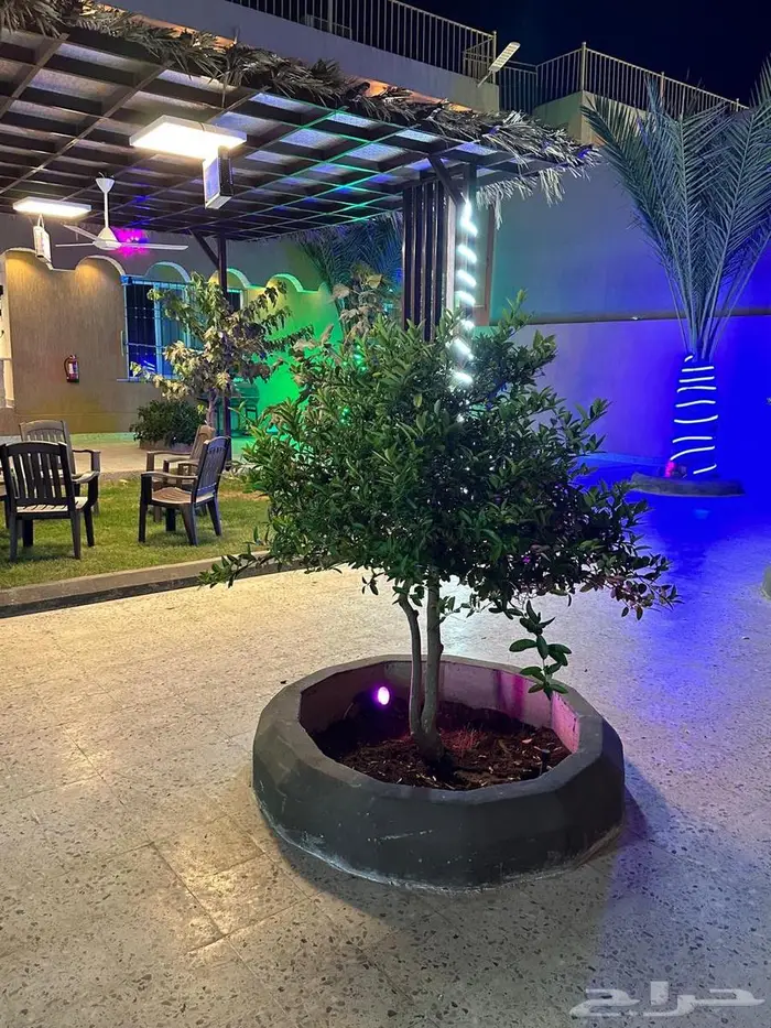 استراحات الربيع 11