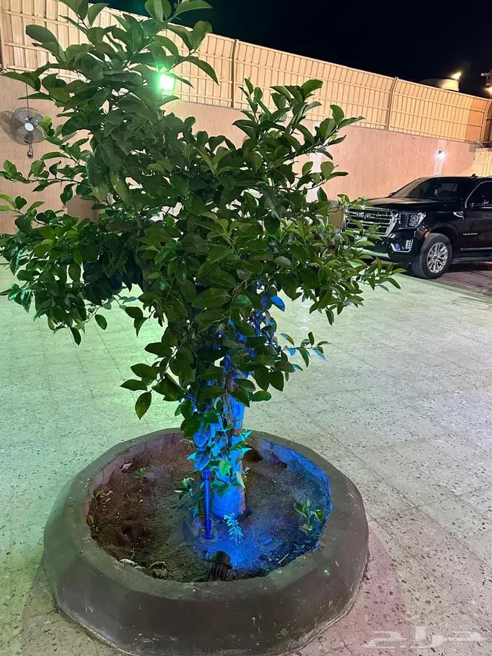 استراحات الربيع 14