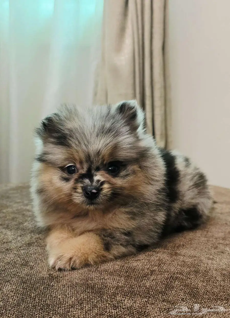 Mini poodle  pomeranian  Golden retriever  shitzu index