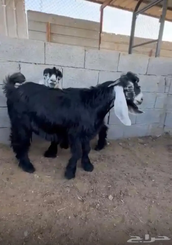 مشاريع فحول عوارض فواخر معرفات 7