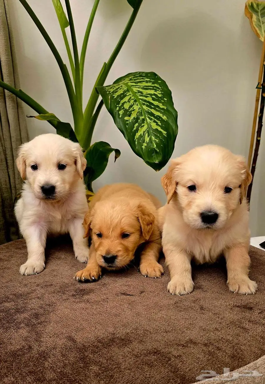 Mini poodle  pomeranian  Golden retriever  shitzu index